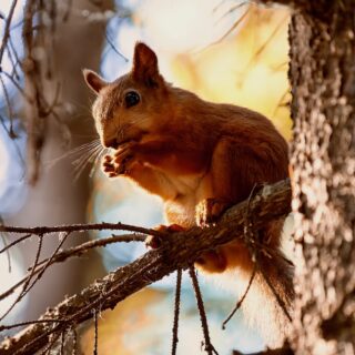 A small red-haired squirrel eats a piece of bread and sits on a tree branch against a blue sky on a warm summer day